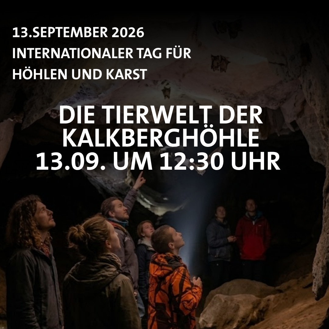Die Tierwelt der Kalkberghöhle
