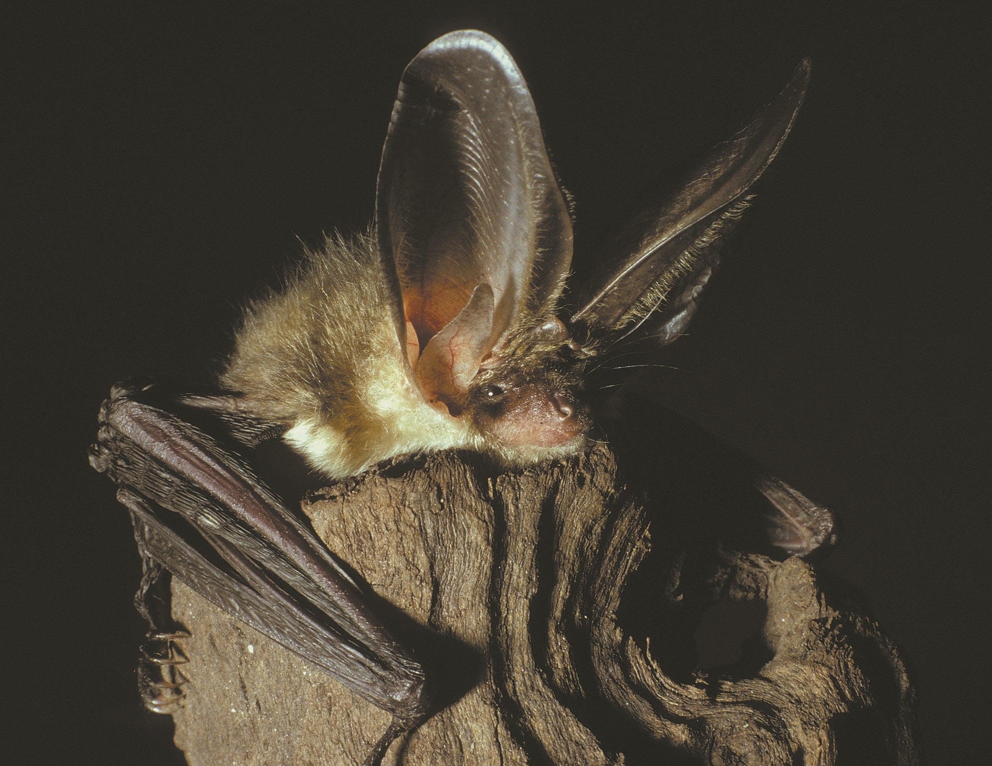 Fledermauspatenschaft