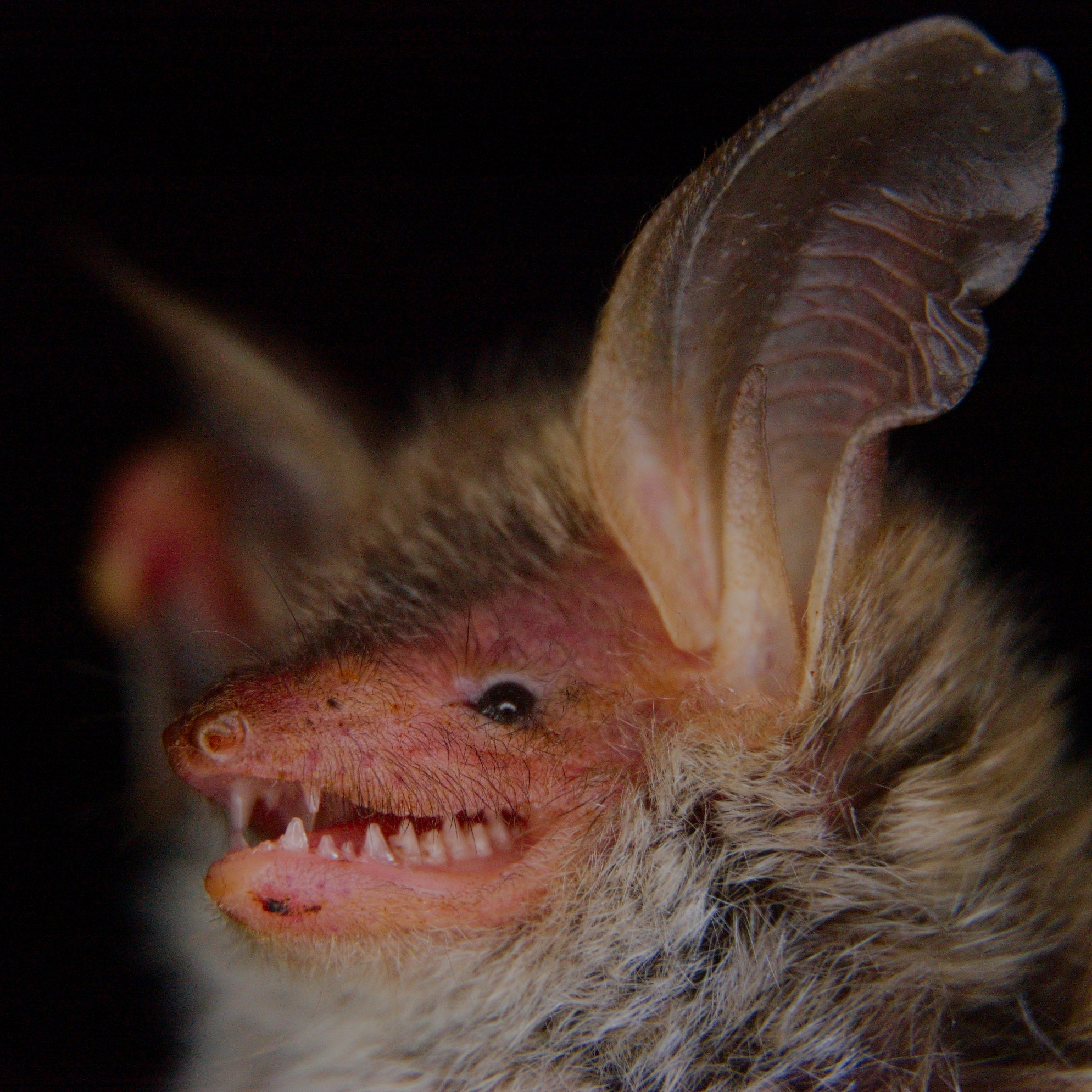 Fledermauspatenschaft