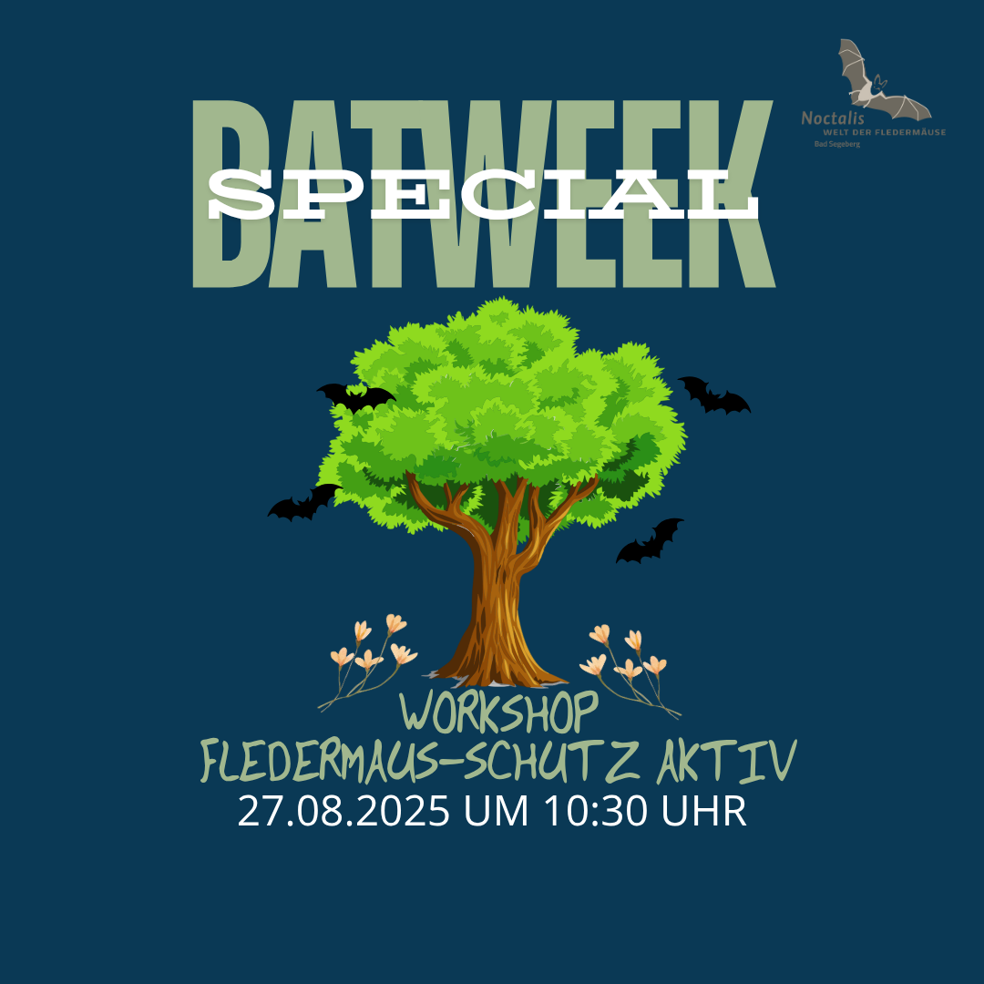 BATWEEK SPECIAL: Workshop - Fledermausschutz Aktiv