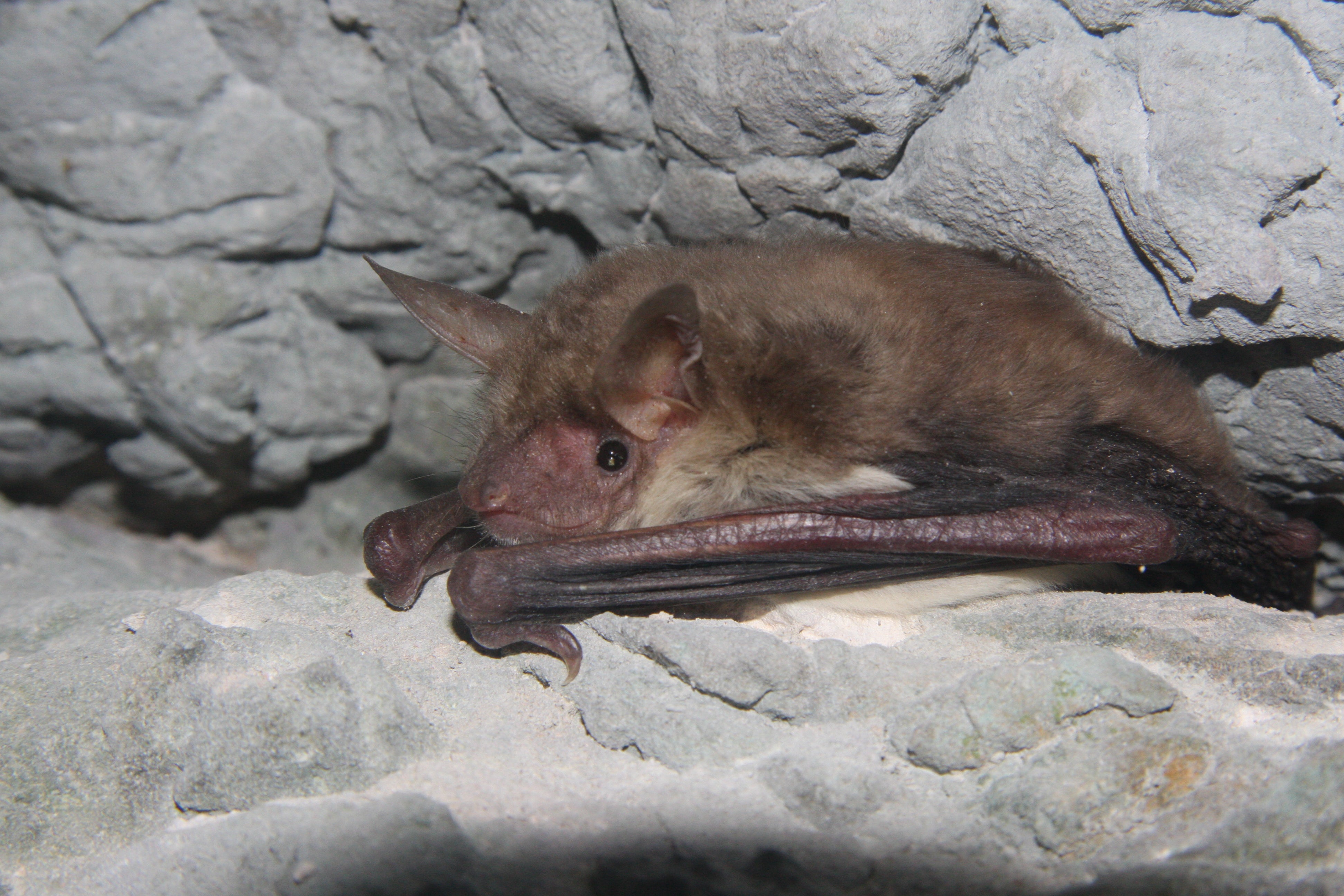 Fledermauspatenschaft