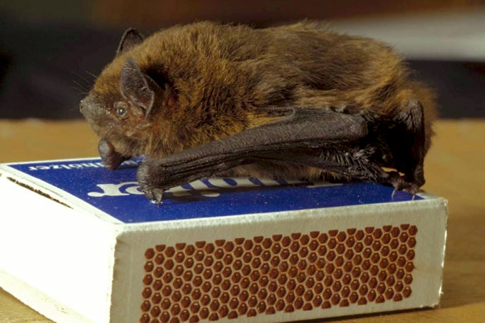 Fledermauspatenschaft