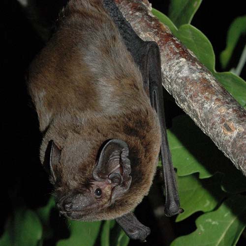 Fledermaus-Nachtwanderung mit Ultraschall-Detektor / Alternativ: Nachts ins "Museum"