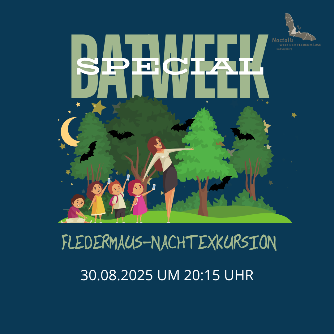 BATWEEK SPECIAL: Fledermaus-Nachtexkursion zu Fuß