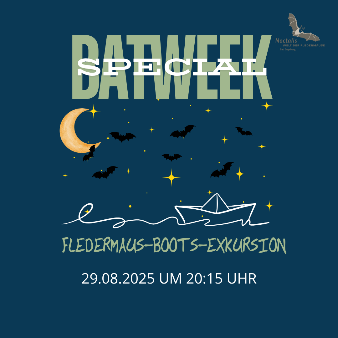 BATWEEK SPECIAL: Fledermaus-Boots-Exkursion