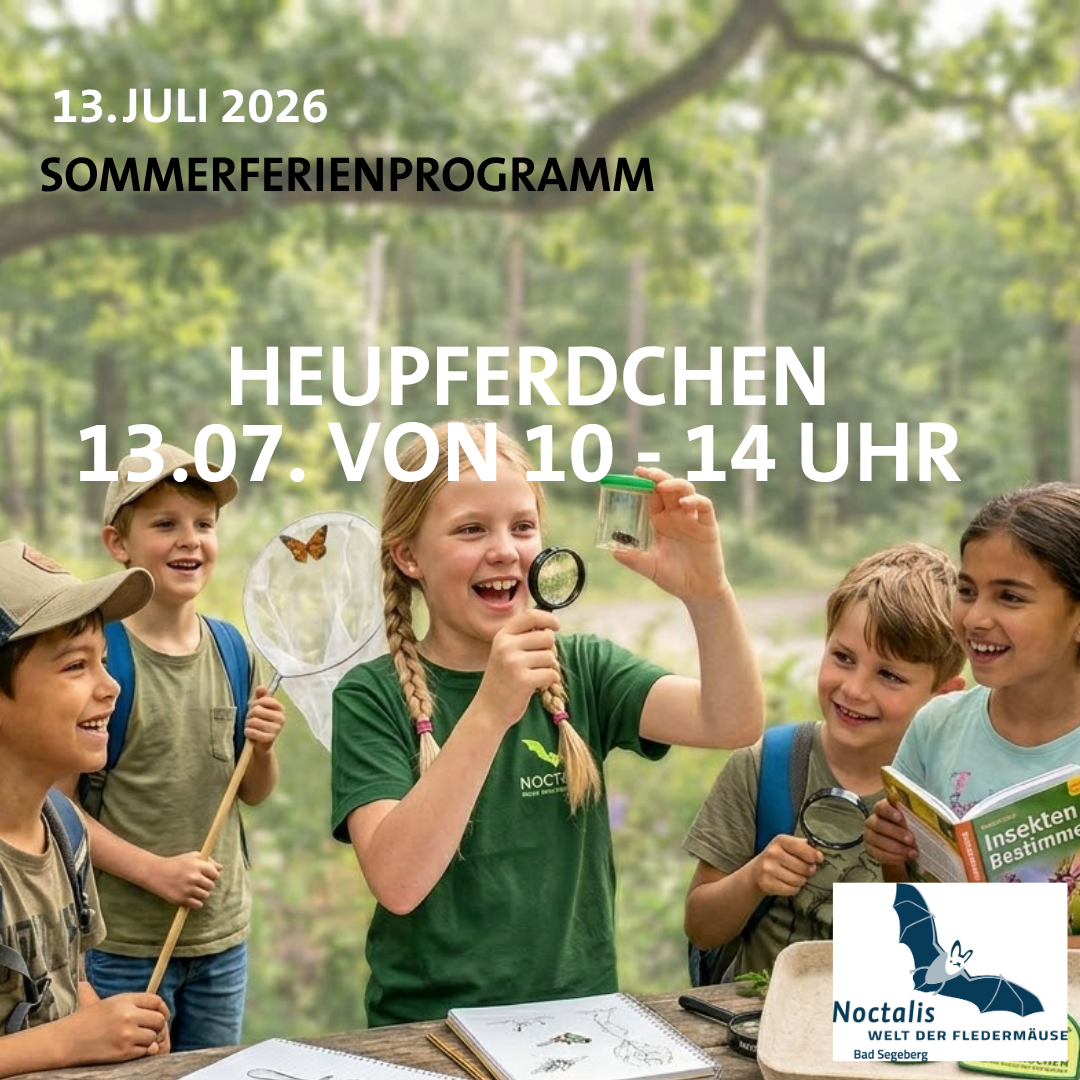 Ferienprogramm - Heupferdchen