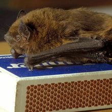 Zwergfledermaus (3 Monate)