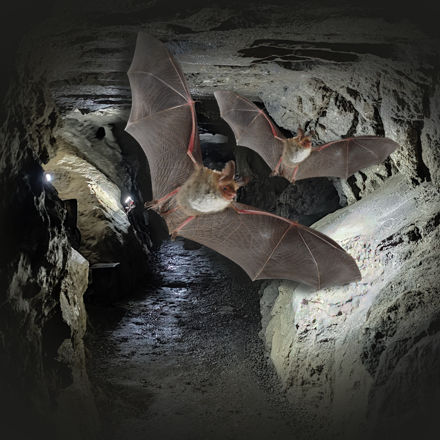 Kalkberghöhle | Geführte Höhlen-Tour (April - September)