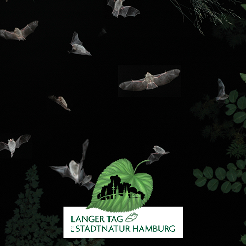 Langer Tag der Stadtnatur: Fledermaus-Nachtexpedition mit Ultraschall-Detektor